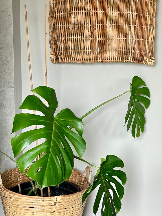 Tray 'Sampaguita' rattan