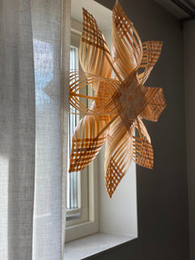  Julstjärna 'Star' bamboo