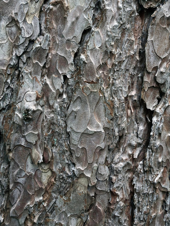 Påslakanset 'Ingrid' Bark